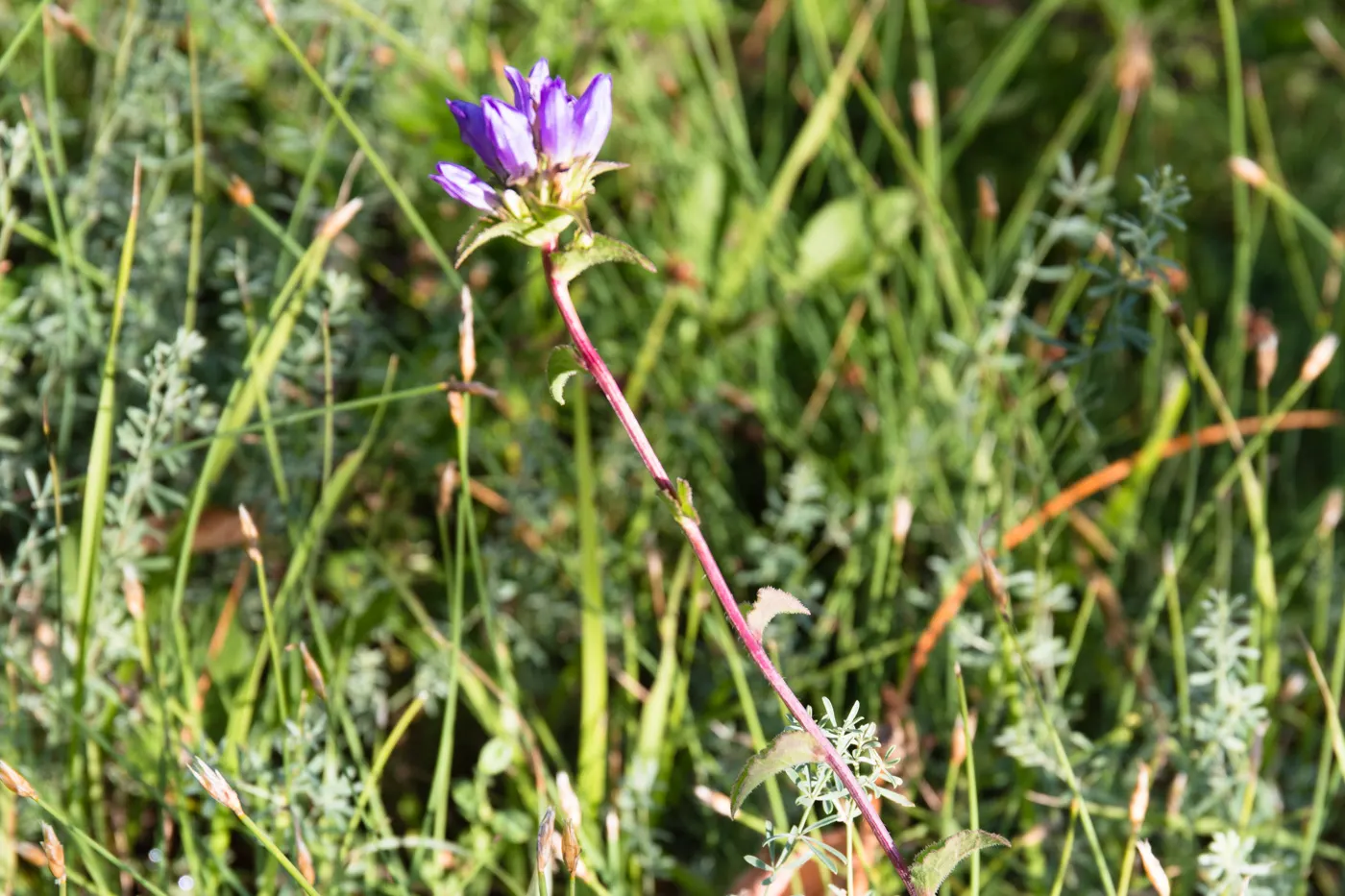 Danesblood Bellflower (Campanula Glomerata) — it is recommended to plant this cultivar in a location with ample sunlight