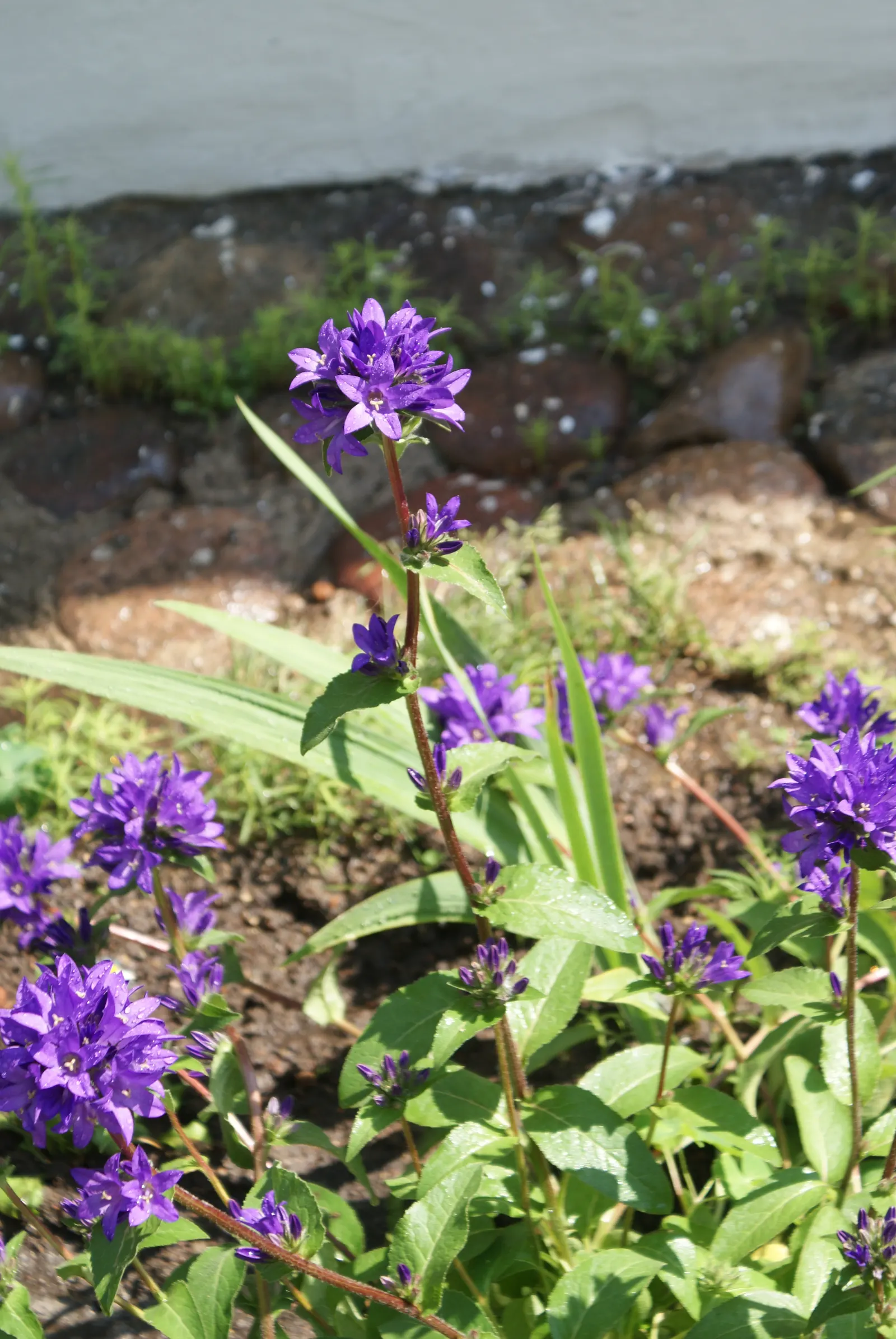 Danesblood Bellflower (Campanula Glomerata) — perennial with blue blooms; each bell-shaped flower measures roughly 1 to 1.5 inches in length