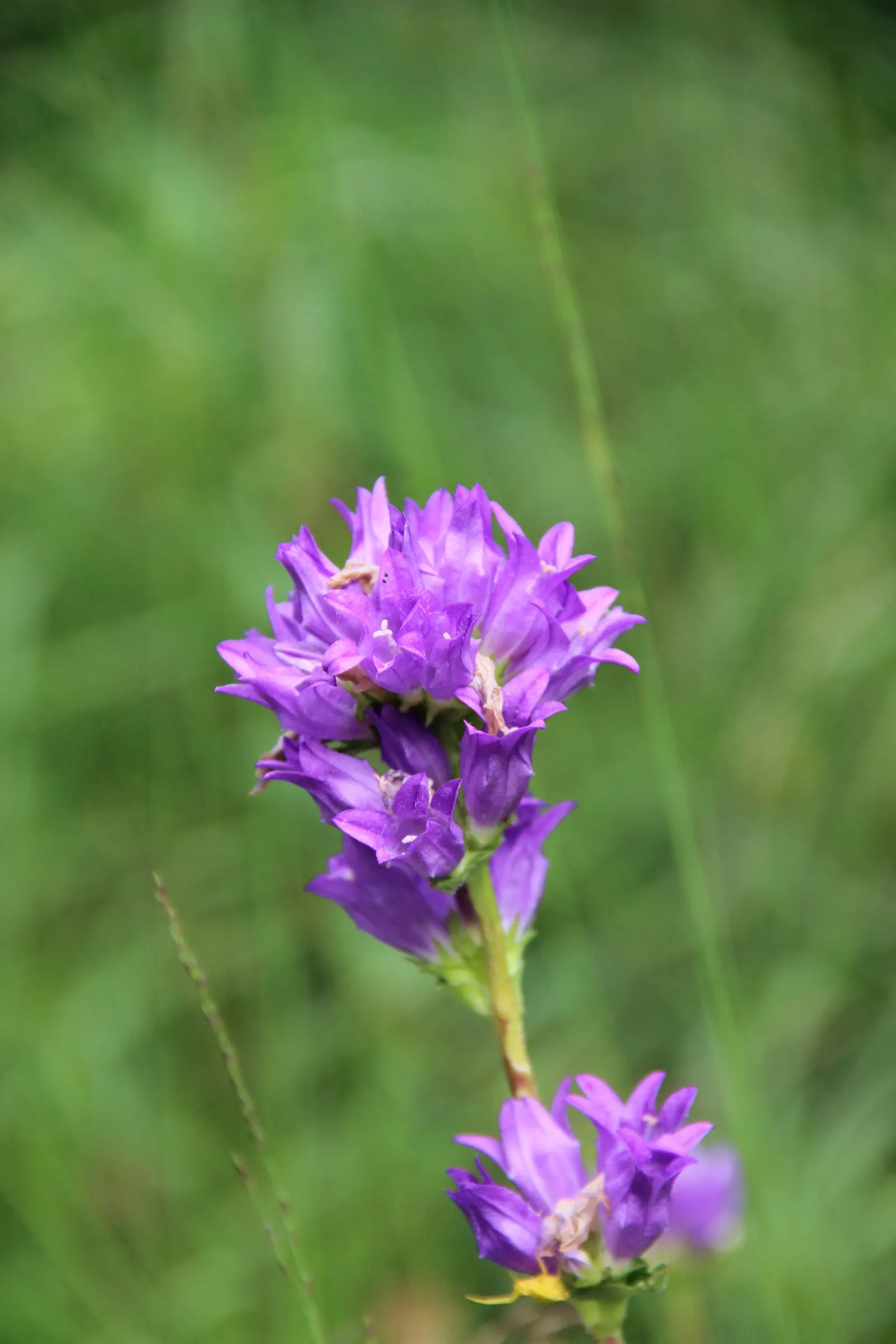 Danesblood Bellflower (Campanula Glomerata) — Hardy in USDA zones 3 through 8