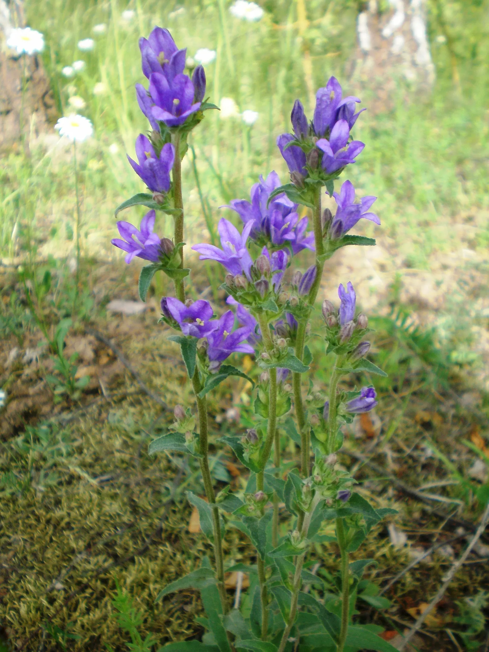 Danesblood Bellflower (Campanula Glomerata) — but deadheading will encourage a longer blooming period and prevent excessive self-seeding; scientifically known