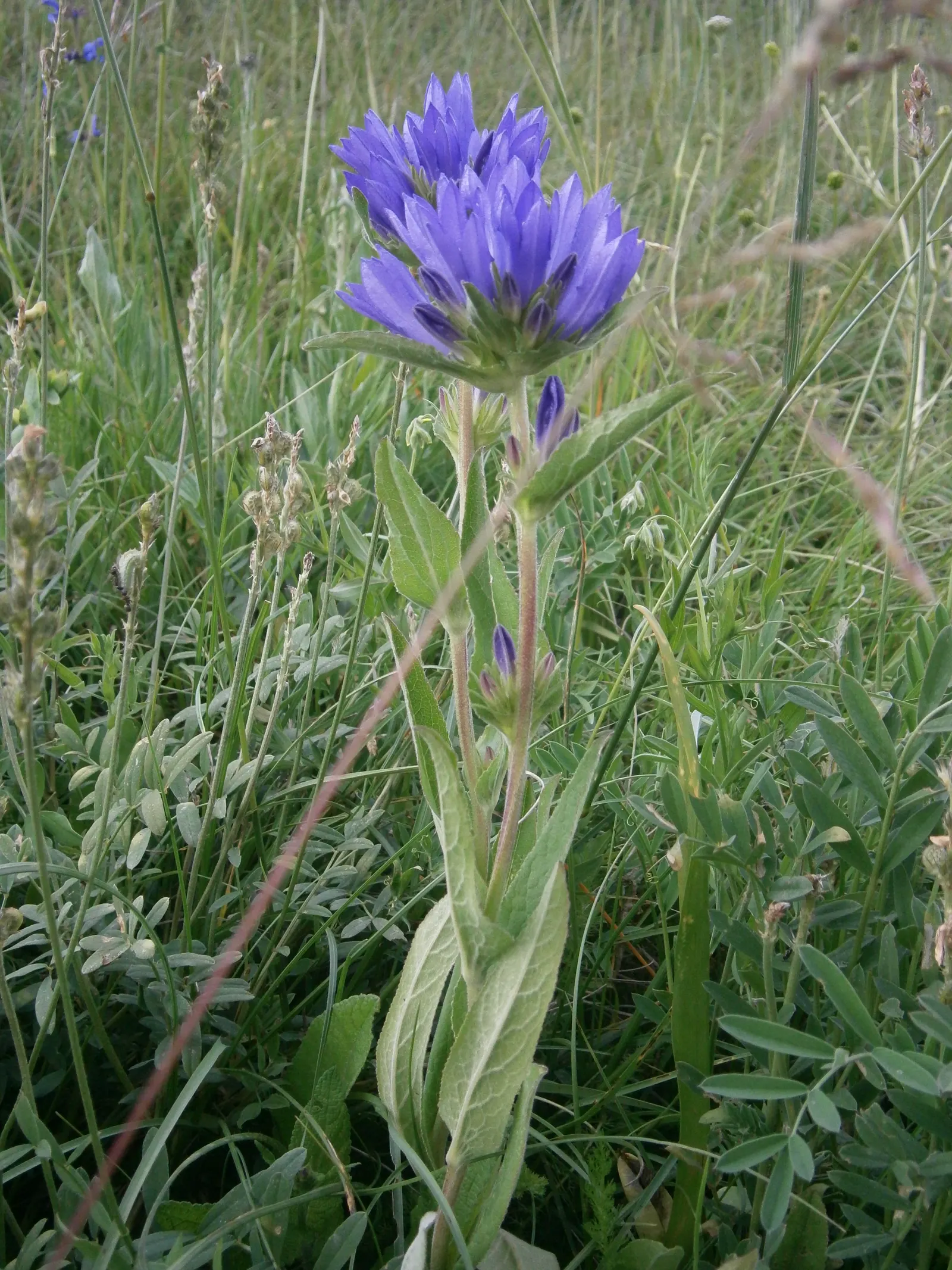 Danesblood Bellflower (Campanula Glomerata) — perennial herbaceous plant that provides a vibrant splash of color to any landscape; it is, image 78