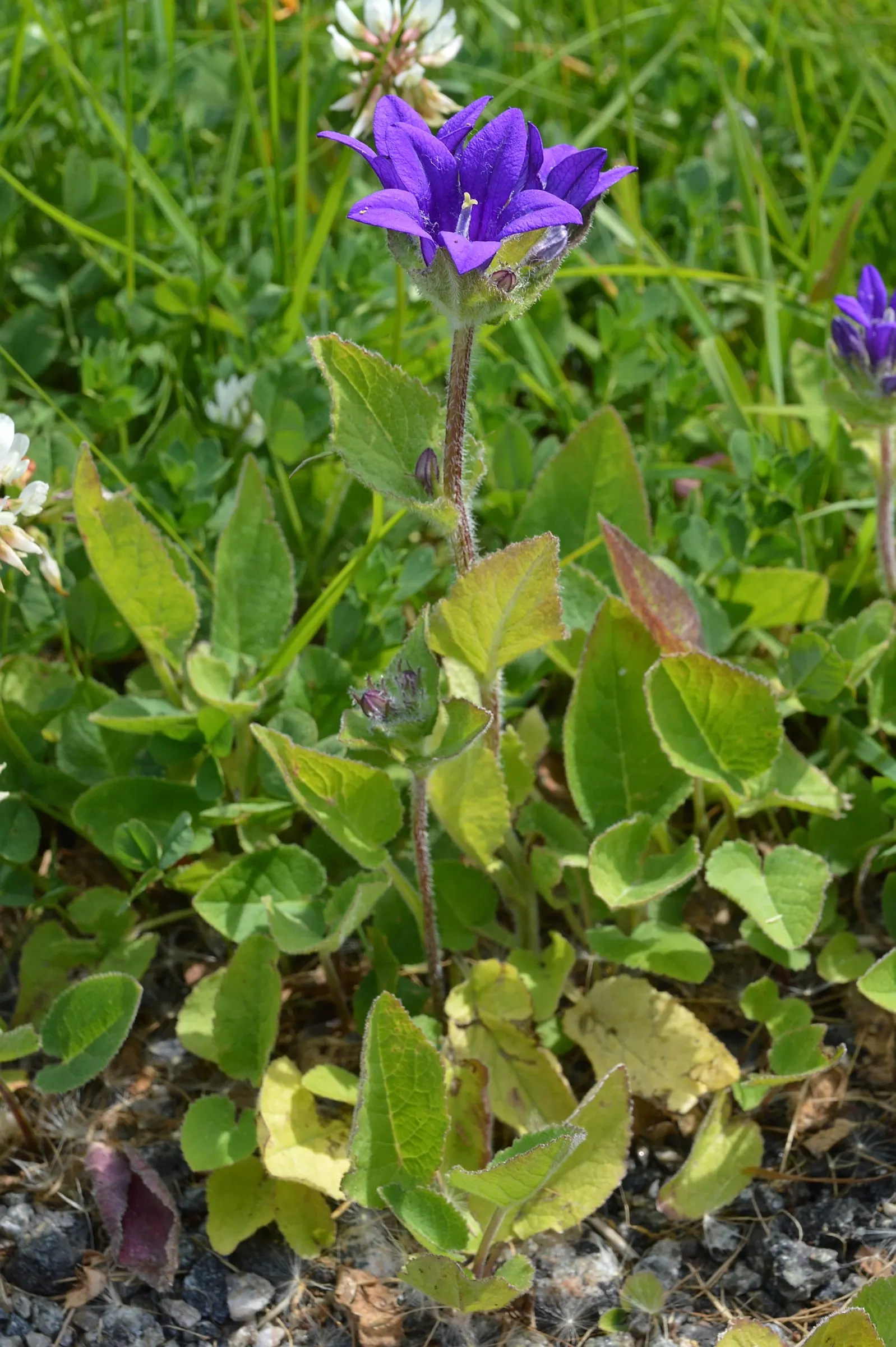 Danesblood Bellflower (Campanula Glomerata) — blue flowers in the garden; attracts pollinators while resisting deer, it's perfect for a vibrant