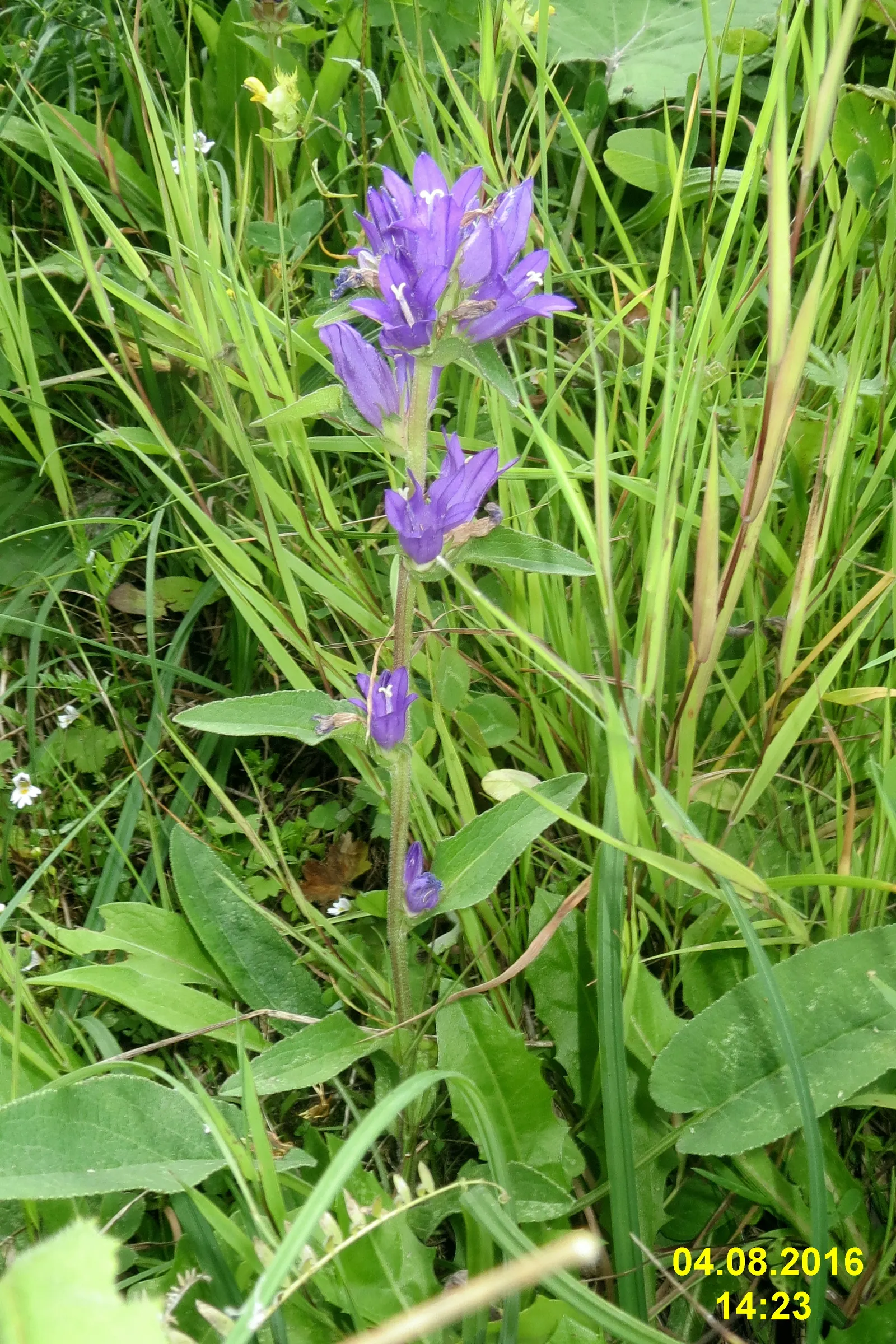 Danesblood Bellflower (Campanula Glomerata) — perennial for half; or as a massed planting for an impressive groundcover effect