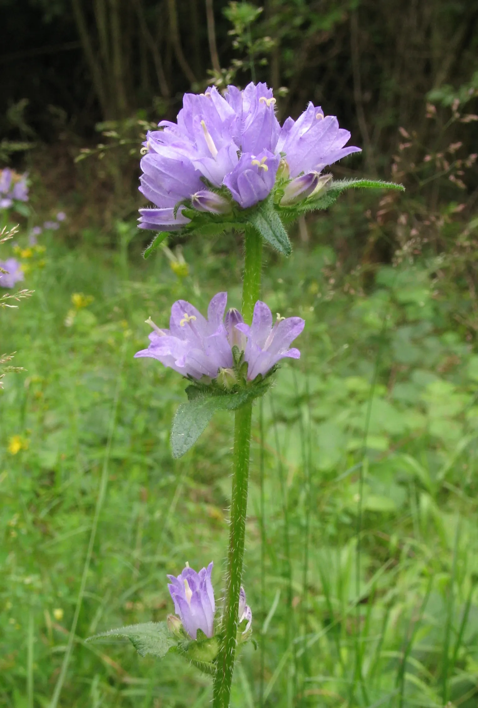 Danesblood Bellflower (Campanula Glomerata) — Each bell-shaped flower measures roughly 1 to 1.5 inches in length; this plant's resilience and showy, image 105