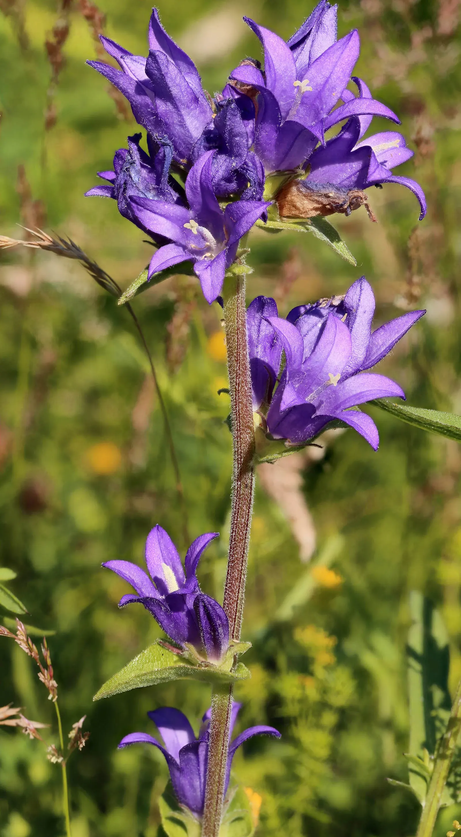 Danesblood Bellflower (Campanula Glomerata) — Attracts pollinators while resisting deer, it's perfect for a vibrant, wildlife-friendly landscape