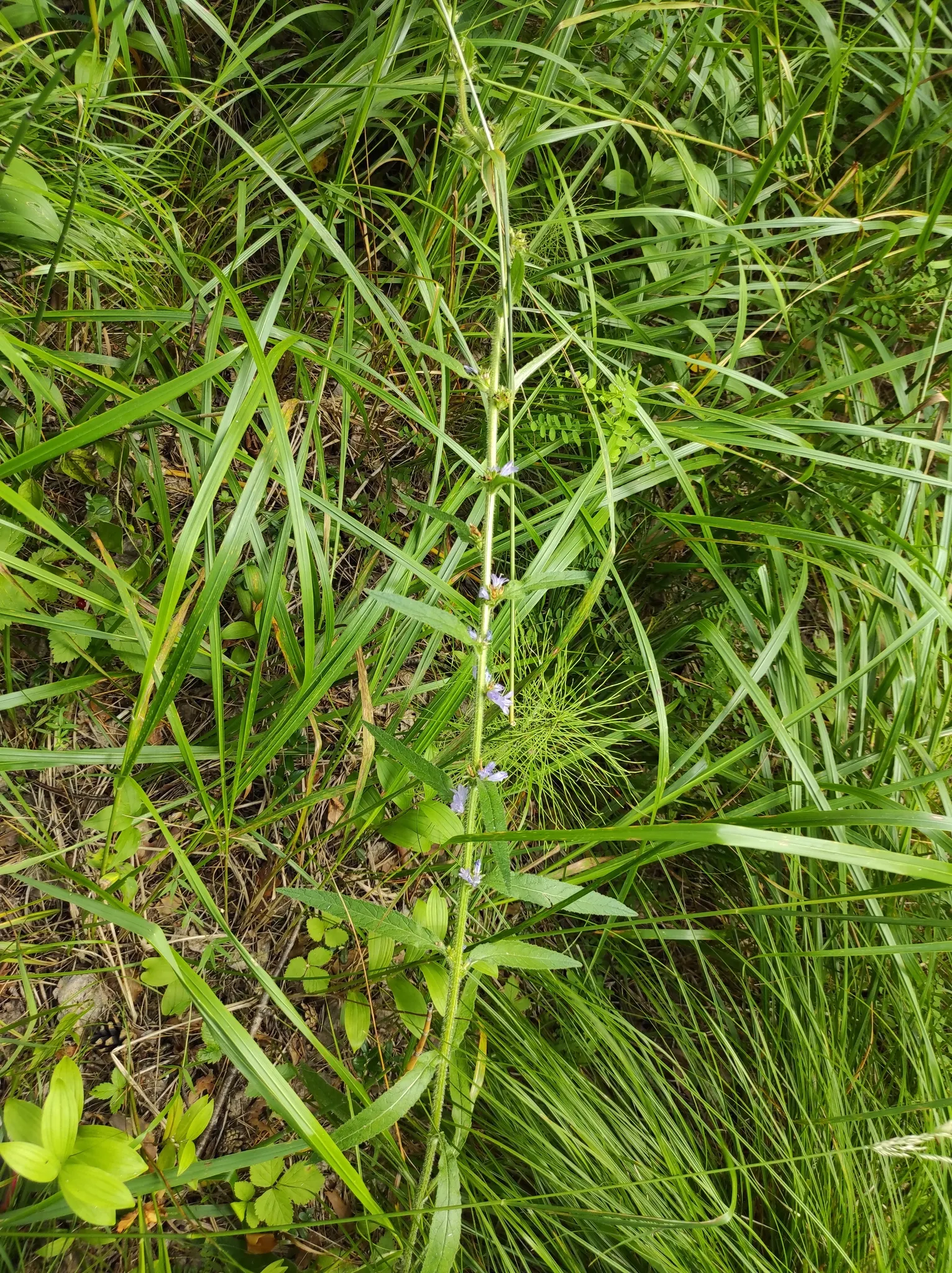 Danesblood Bellflower (Campanula Glomerata) — but deadheading will encourage a longer blooming period and prevent excessive self-seeding