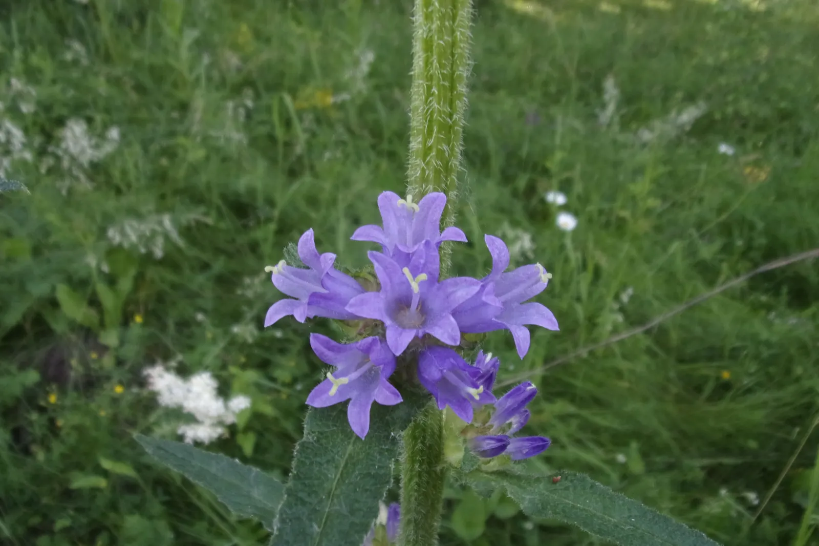 Danesblood Bellflower (Campanula Glomerata) — which blossom atop upright stems during early to mid-summer