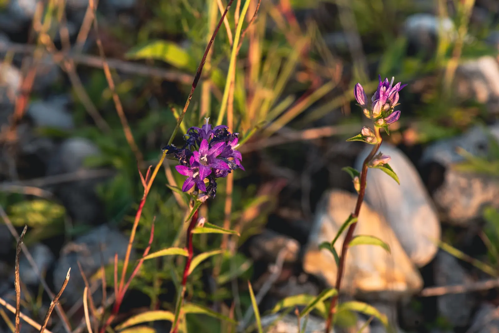 Danesblood Bellflower (Campanula Glomerata) — blue flowers in the garden; attracts pollinators while resisting deer, it's perfect for a vibrant, image 67
