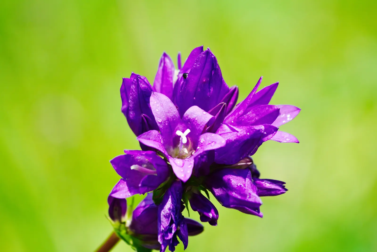 Danesblood Bellflower (Campanula Glomerata) — perennial herbaceous plant that provides a vibrant splash of color to any landscape; it is, image 101