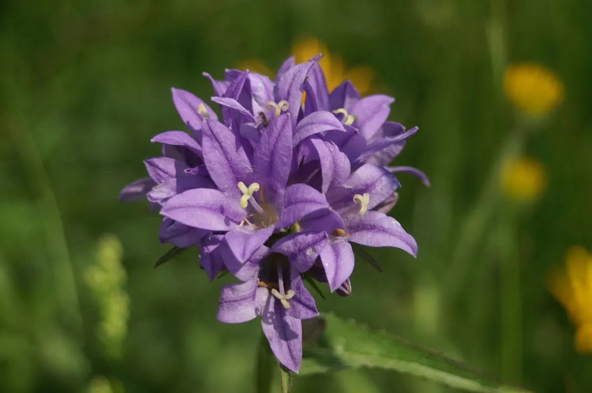 Danesblood Bellflower (Campanula Glomerata) — perennial for half; or as a massed planting for an impressive groundcover effect, image 115