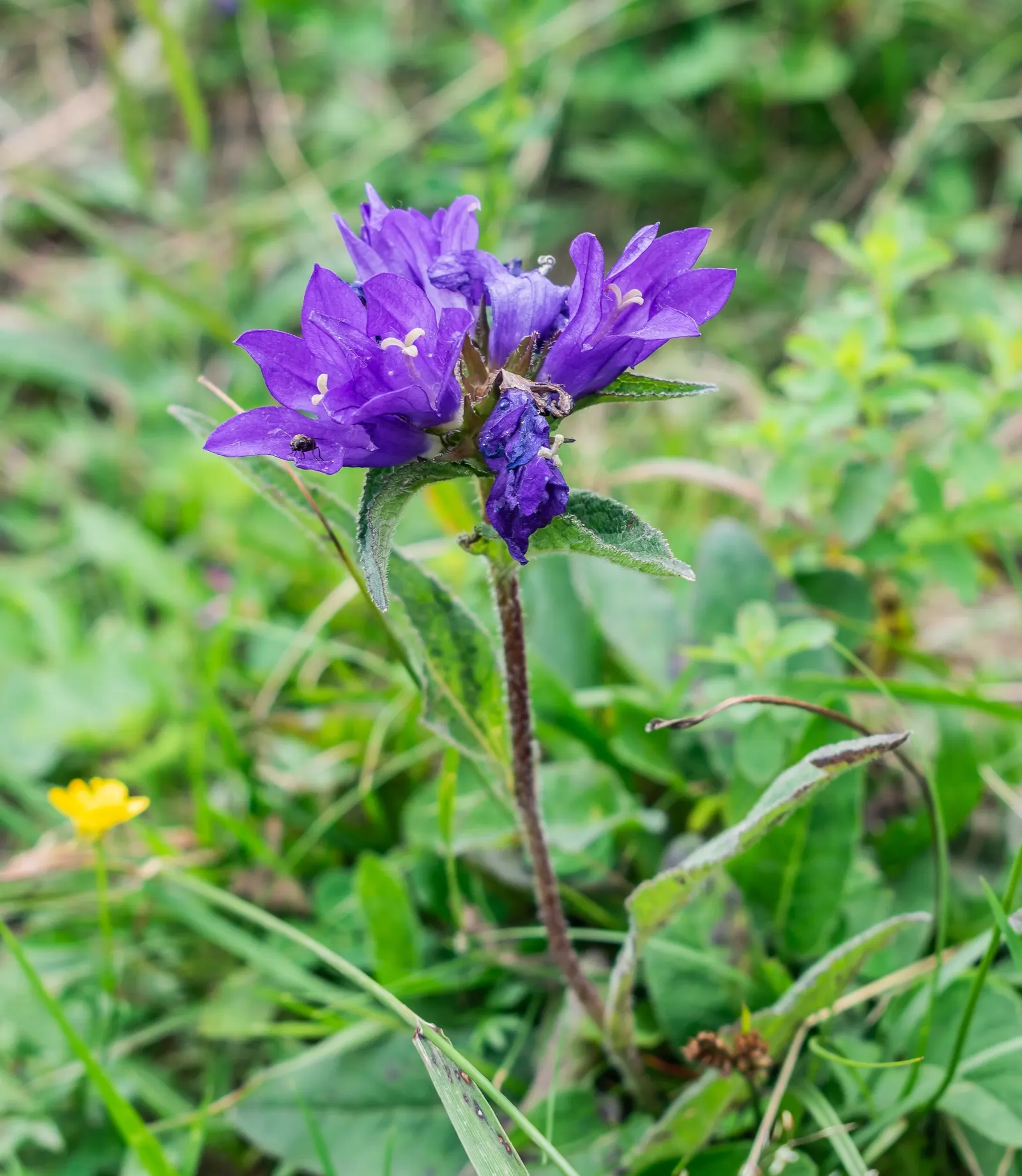 Danesblood Bellflower (Campanula Glomerata) — It thrives in full sun to partial shade in well-drained soil, hardy in USDA zones 3-8; but, image 72