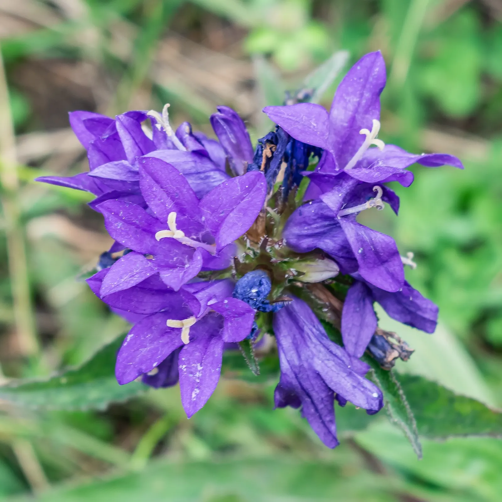 Danesblood Bellflower (Campanula Glomerata) — blue flowers in the garden; attracts pollinators while resisting deer, it's perfect for a vibrant, image 90