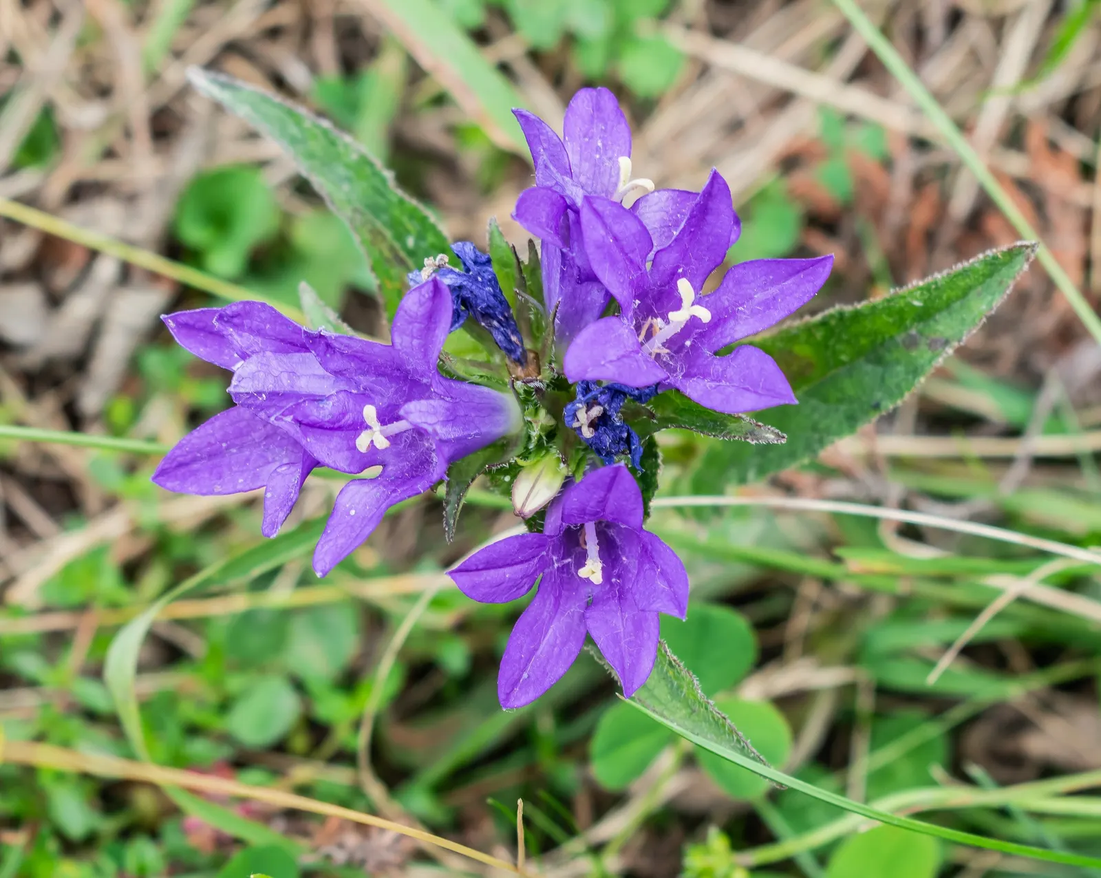 Danesblood Bellflower (Campanula Glomerata) — Each bell-shaped flower measures roughly 1 to 1.5 inches in length; this plant's resilience and showy, image 82