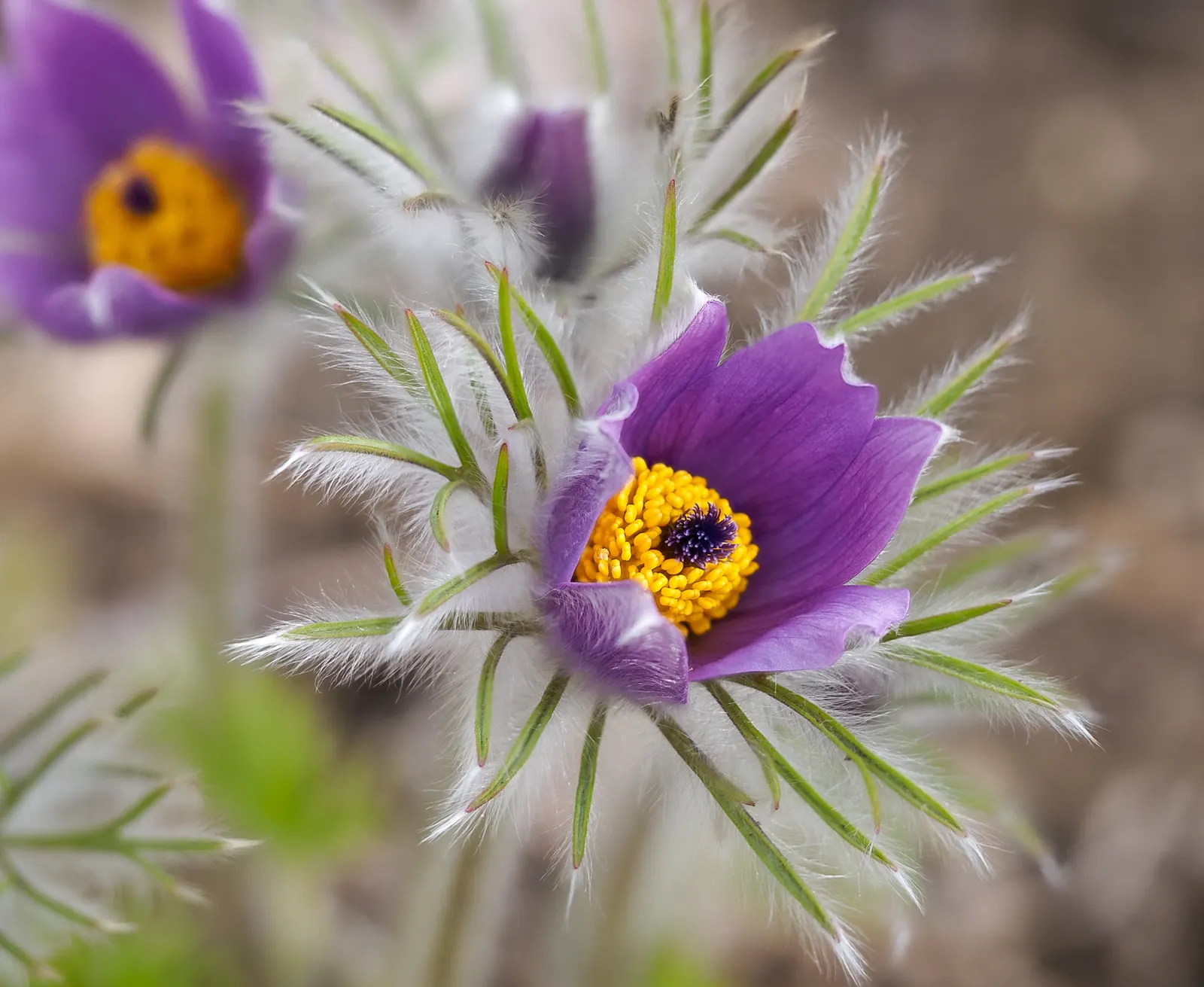 Danesblood Bellflower (Campanula Glomerata) — is a perennial with violet-blue; it offers a low-maintenance, image 47