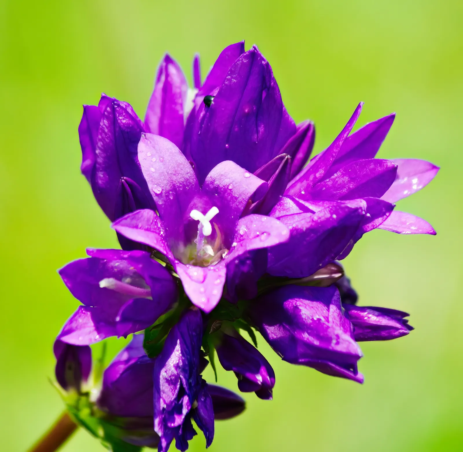 Danesblood Bellflower (Campanula Glomerata) — Minimal maintenance is required; is a perennial with violet-blue, image 86