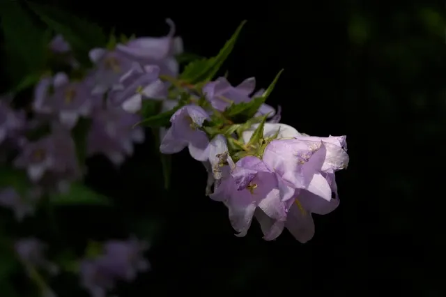 Danesblood Bellflower (Campanula Glomerata) — Minimal maintenance is required; is a perennial with violet-blue