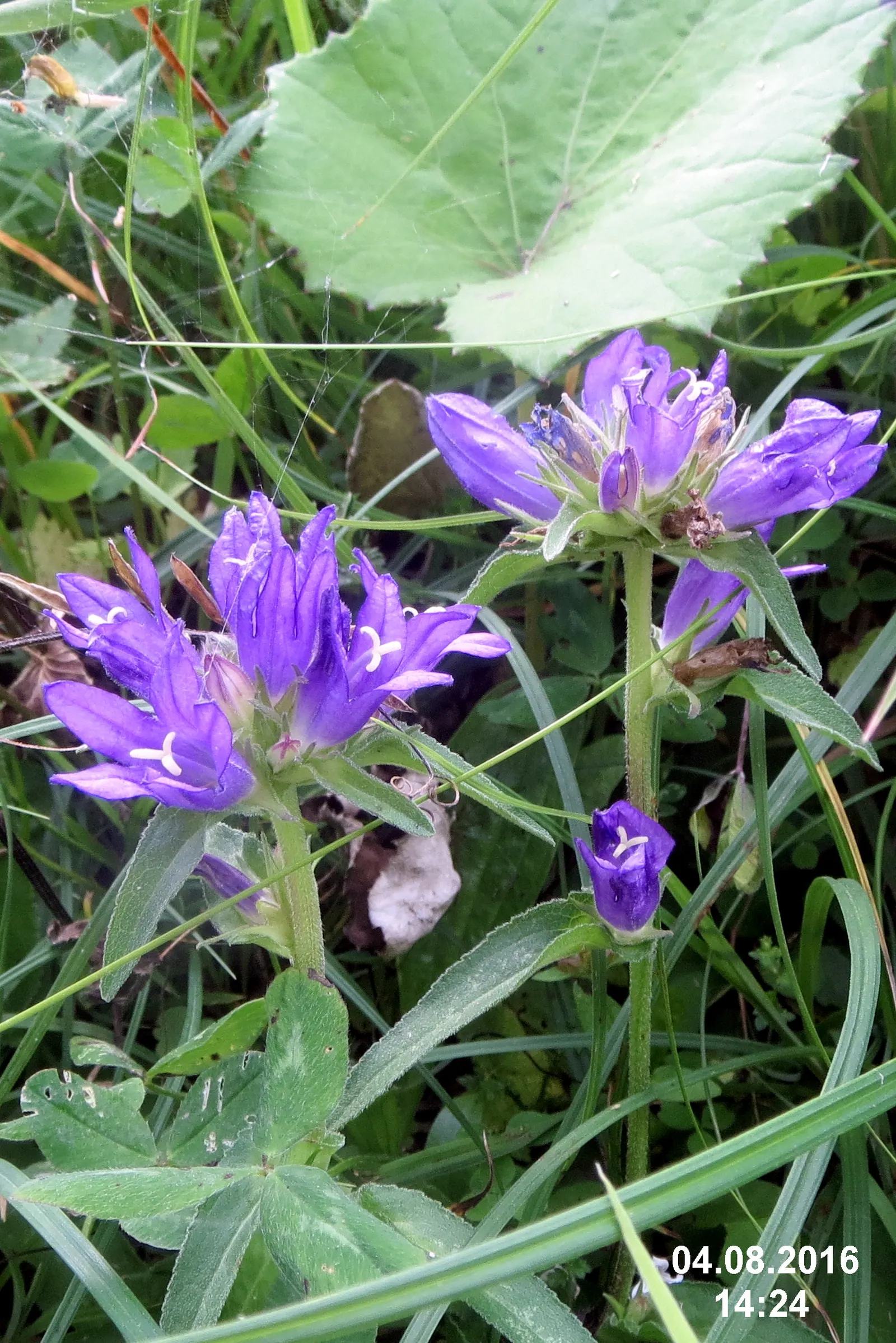Danesblood Bellflower (Campanula Glomerata) — violet-blue to purplish flowers; ideal for borders and cottage gardens