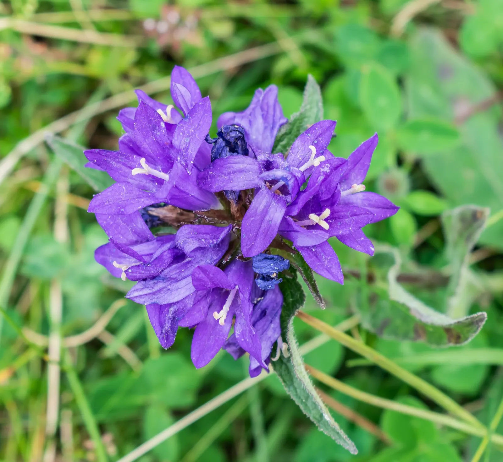 Danesblood Bellflower (Campanula Glomerata) — perennial for half; or as a massed planting for an impressive groundcover effect, image 69