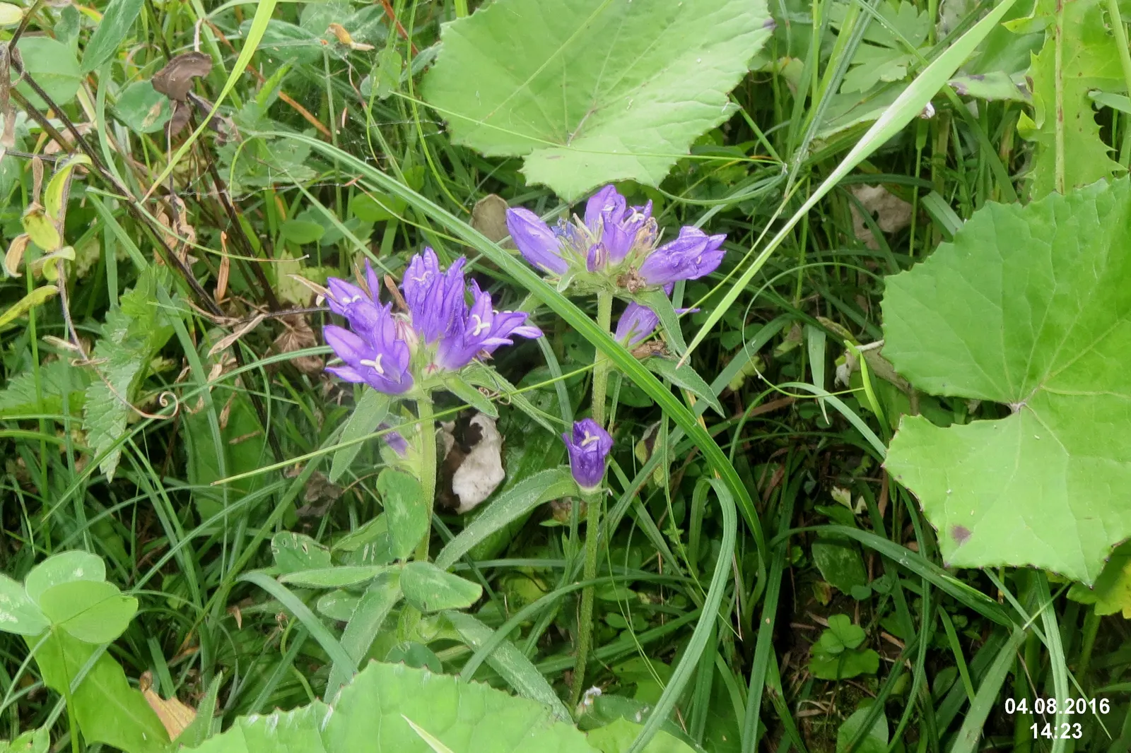 Danesblood Bellflower (Campanula Glomerata) — but deadheading will encourage a longer blooming period and prevent excessive self-seeding, image 64