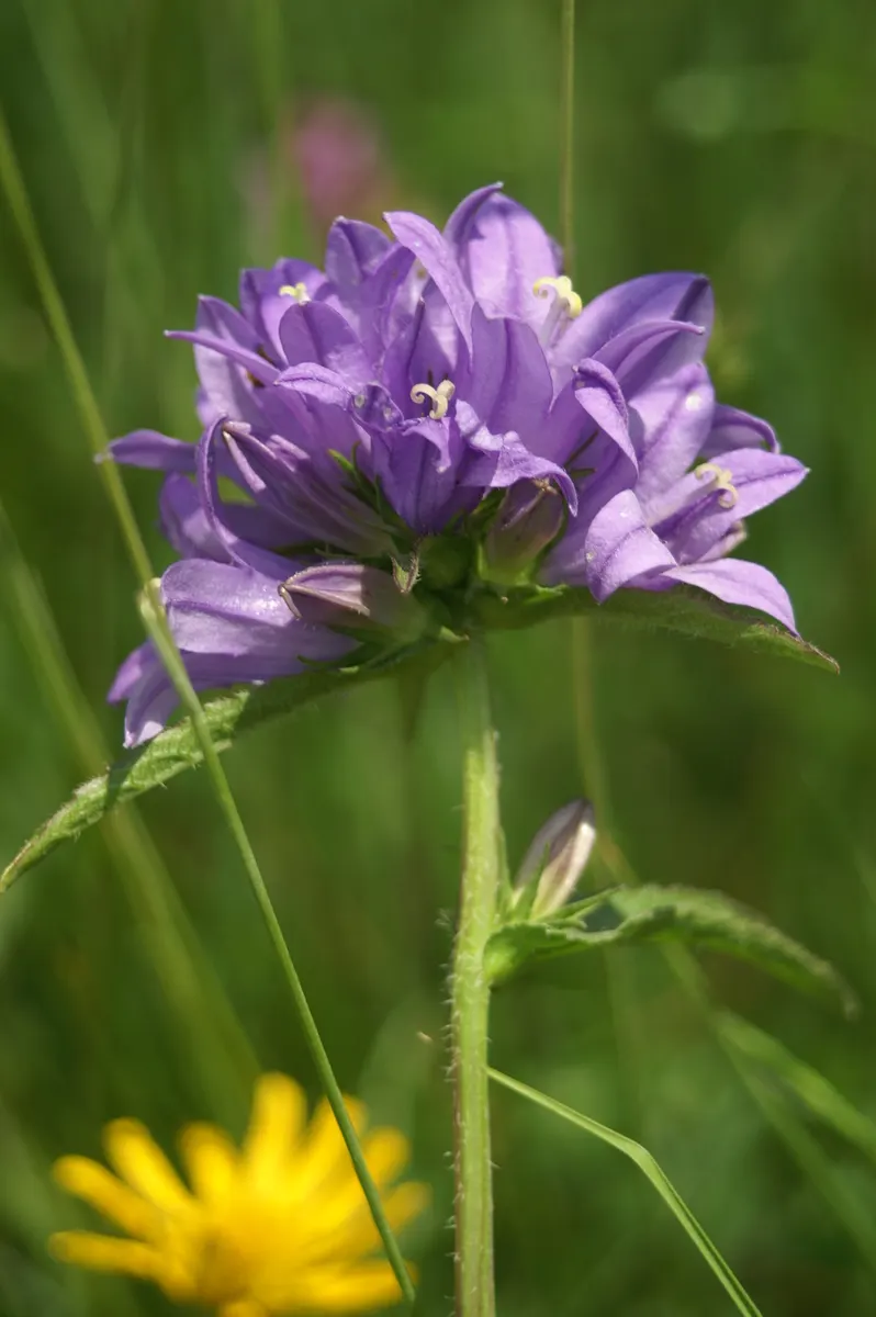 Danesblood Bellflower (Campanula Glomerata) — Hardy in USDA zones 3 through 8; blue flowers in the garden, image 102