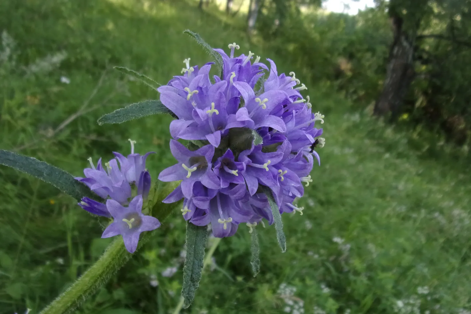 Danesblood Bellflower (Campanula Glomerata) — but deadheading will encourage a longer blooming period and prevent excessive self-seeding, image 110