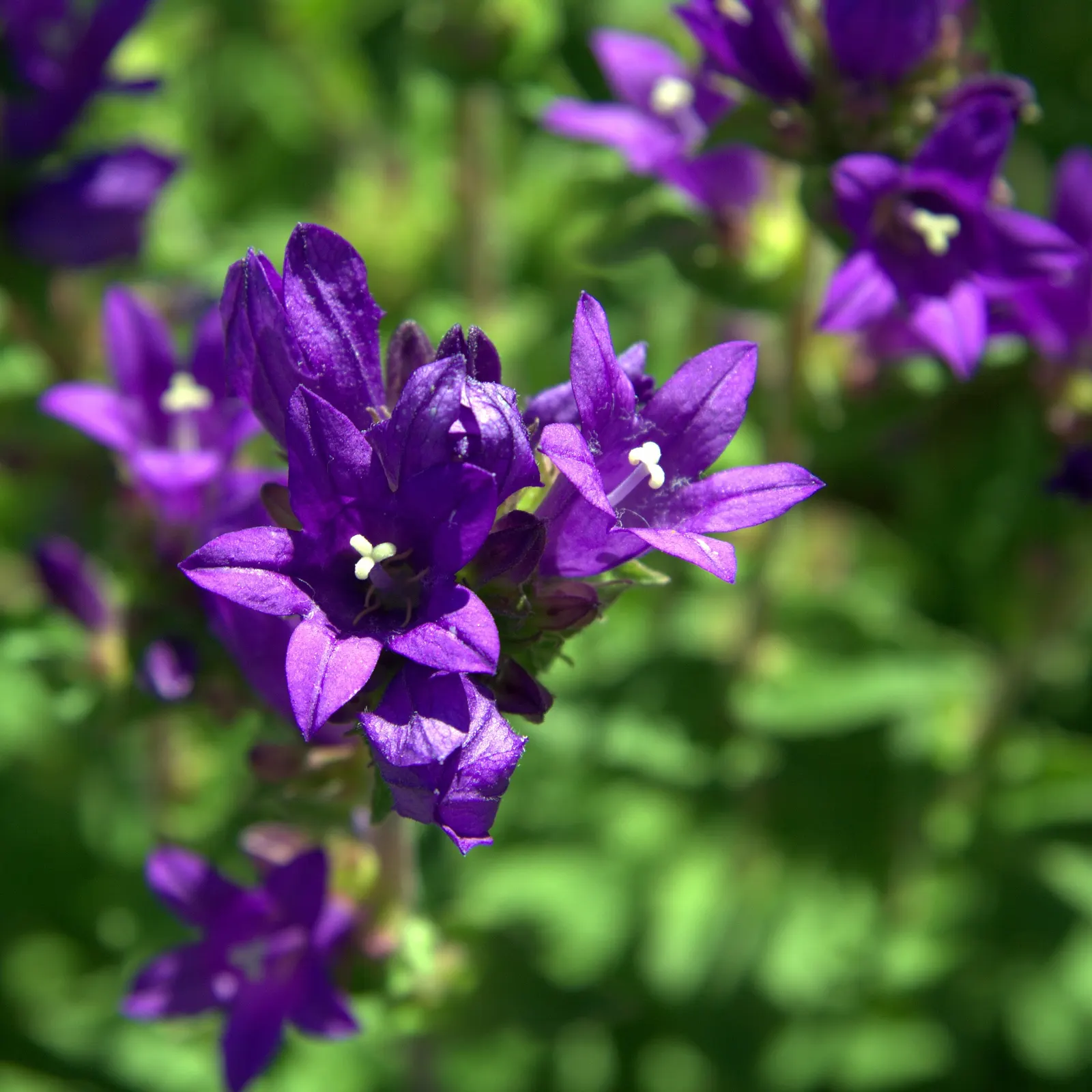 Danesblood Bellflower (Campanula Glomerata) — ideal for borders and cottage gardens; perennial herbaceous plant that provides a vibrant splash of, image 74