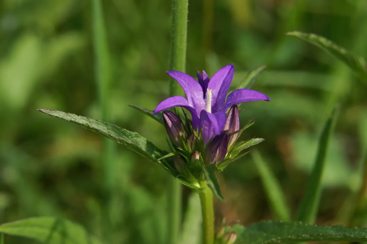 Danesblood Bellflower (Campanula Glomerata) — It performs best in moist, fertile soil but will also manage in drier conditions once established