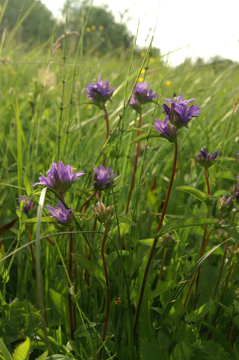 Danesblood Bellflower (Campanula Glomerata) — perennial herbaceous plant that provides a vibrant splash of color to any landscape