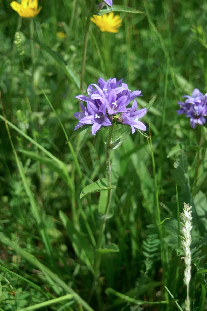 Danesblood Bellflower (Campanula Glomerata) — Attracts pollinators while resisting deer, it's perfect for a vibrant, wildlife-friendly landscape, image 52