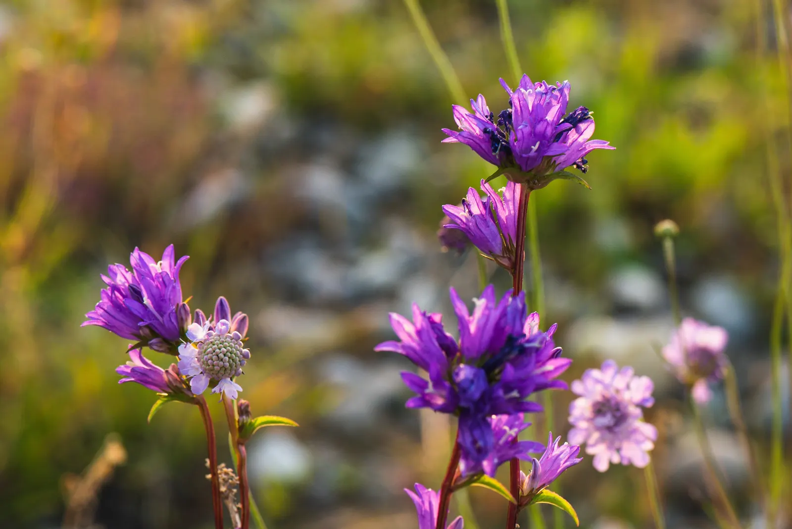 Danesblood Bellflower (Campanula Glomerata) — perennial herbaceous plant that provides a vibrant splash of color to any landscape; it is, image 55