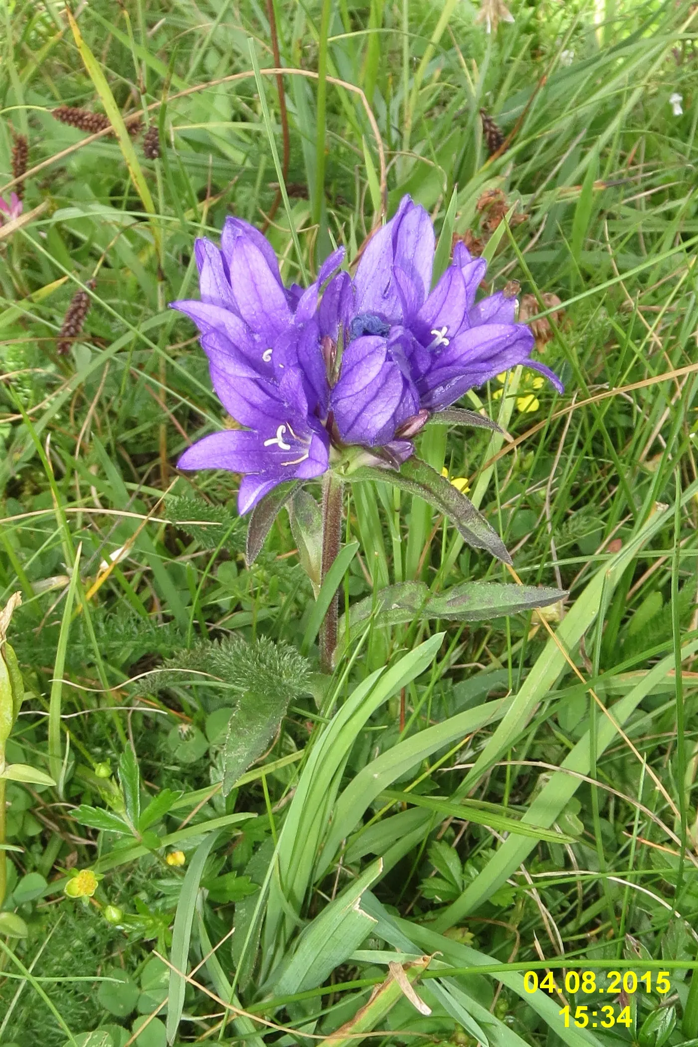 Danesblood Bellflower (Campanula Glomerata) — violet-blue to purplish flowers; ideal for borders and cottage gardens, image 80