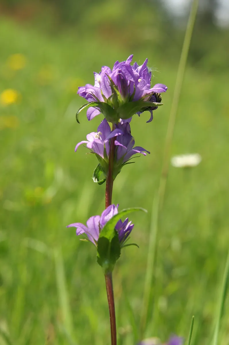 Danesblood Bellflower (Campanula Glomerata) — bell-shaped blooms forming dense clusters atop 1-2 ft stems; violet-blue to purplish flowers