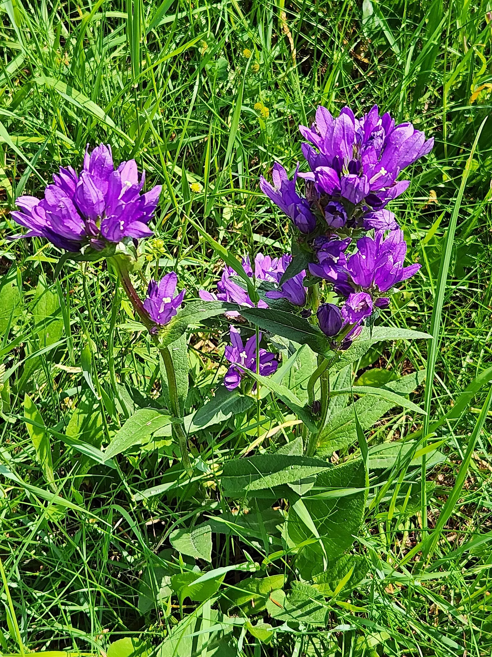 Danesblood Bellflower (Campanula Glomerata) — or as a massed planting for an impressive groundcover effect; perennial with blue blooms, image 89