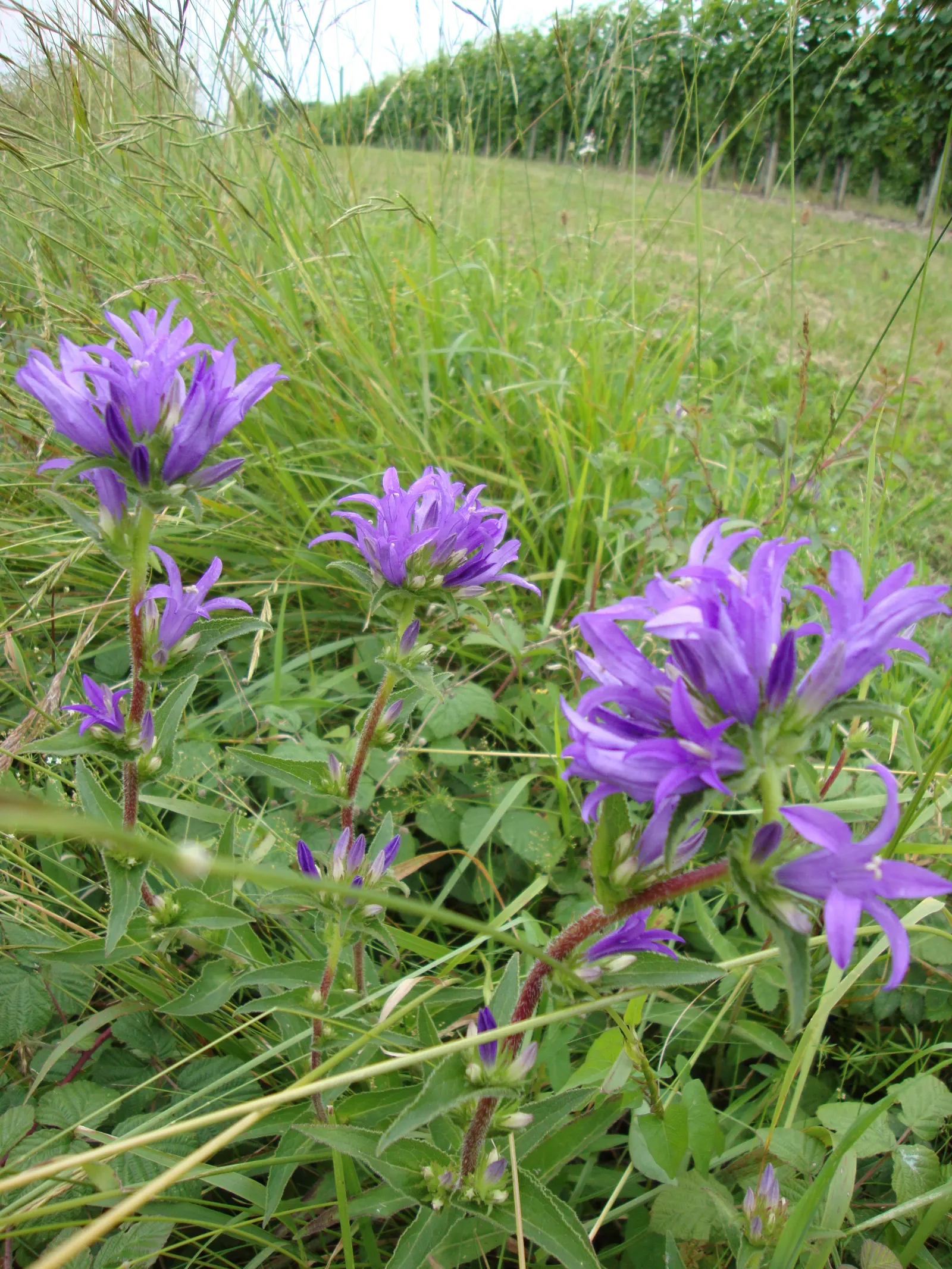 Danesblood Bellflower (Campanula Glomerata) — Hardy in USDA zones 3 through 8; blue flowers in the garden, image 79