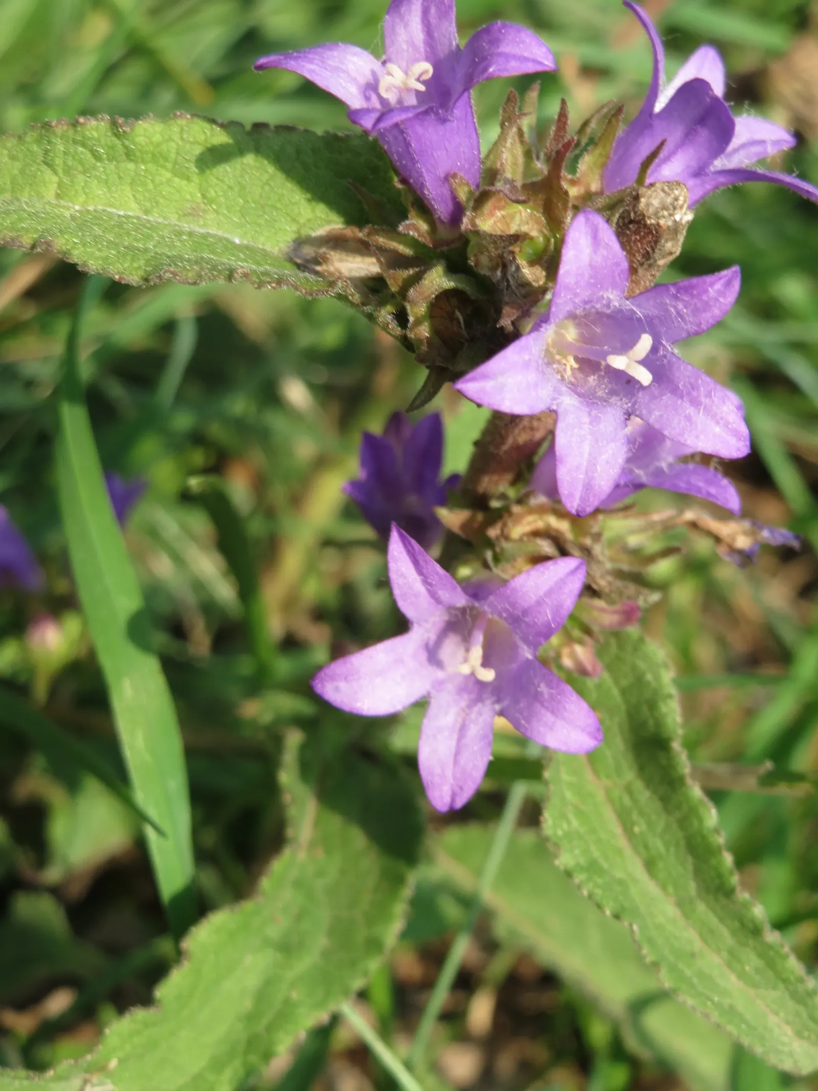Danesblood Bellflower (Campanula Glomerata) — which blossom atop upright stems during early to mid-summer, image 58