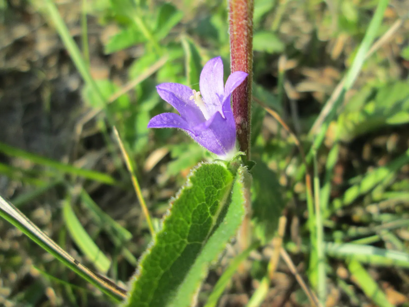 Danesblood Bellflower (Campanula Glomerata) — although it can tolerate partial shade; hardy in USDA zones 3 through 8, image 107