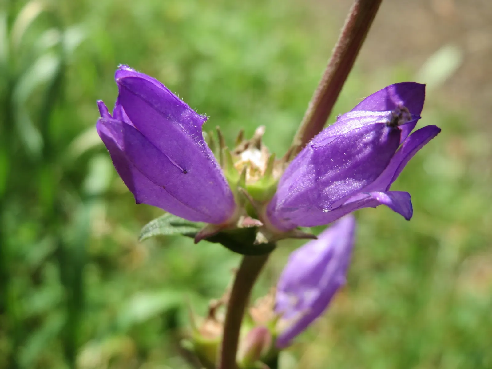 Danesblood Bellflower (Campanula Glomerata) — bell-shaped blooms forming dense clusters atop 1-2 ft stems; violet-blue to purplish flowers, image 71