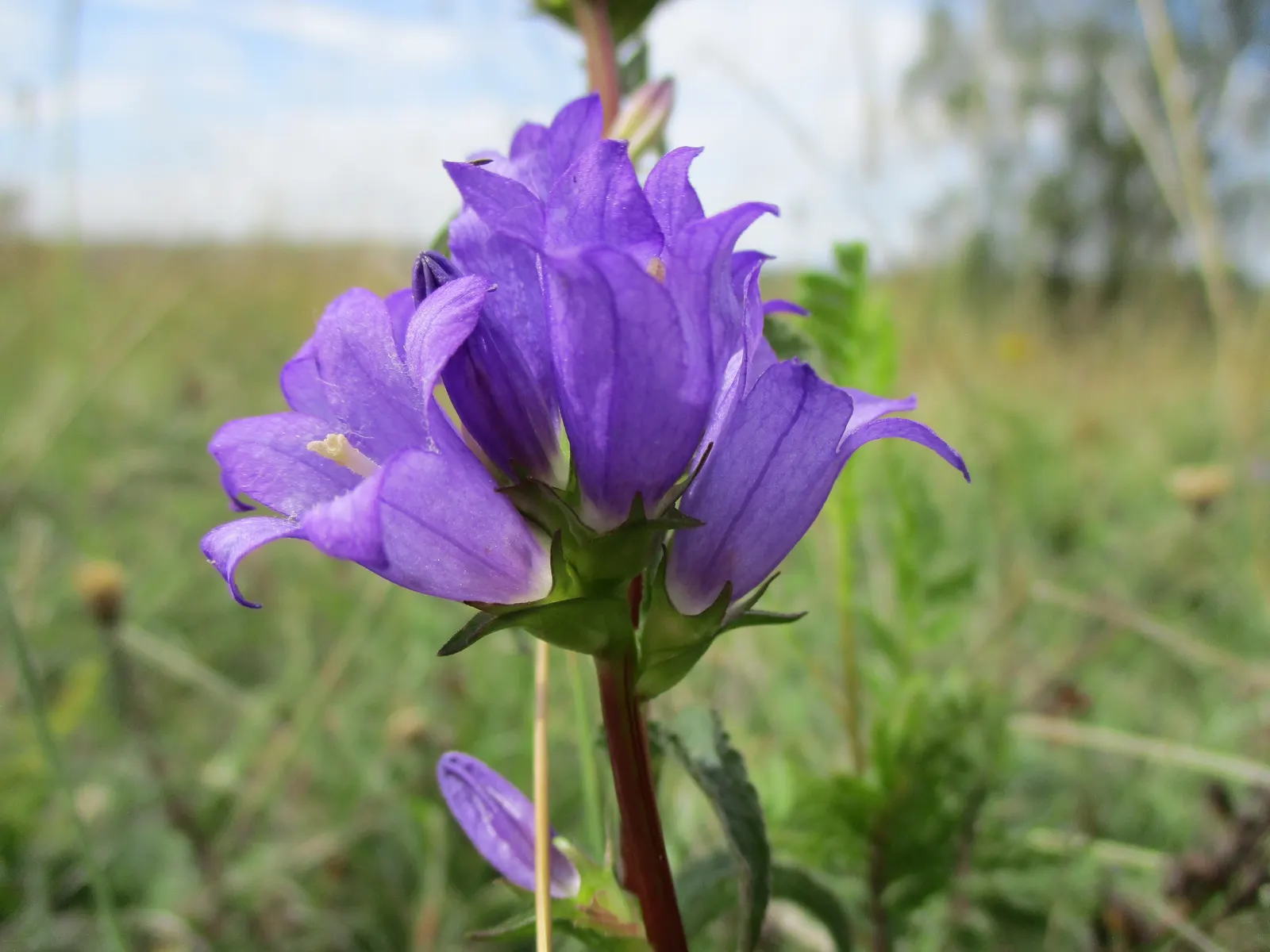Danesblood Bellflower (Campanula Glomerata) — is a perennial with violet-blue; it offers a low-maintenance, image 70