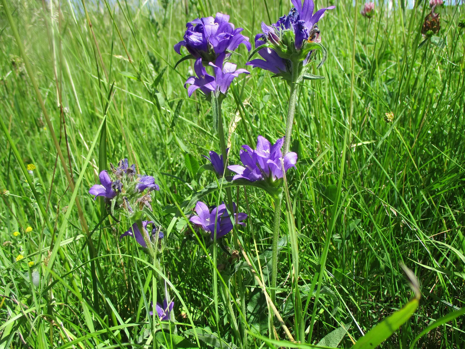 Danesblood Bellflower (Campanula Glomerata) — Attracts pollinators while resisting deer, it's perfect for a vibrant, wildlife-friendly landscape; it performs