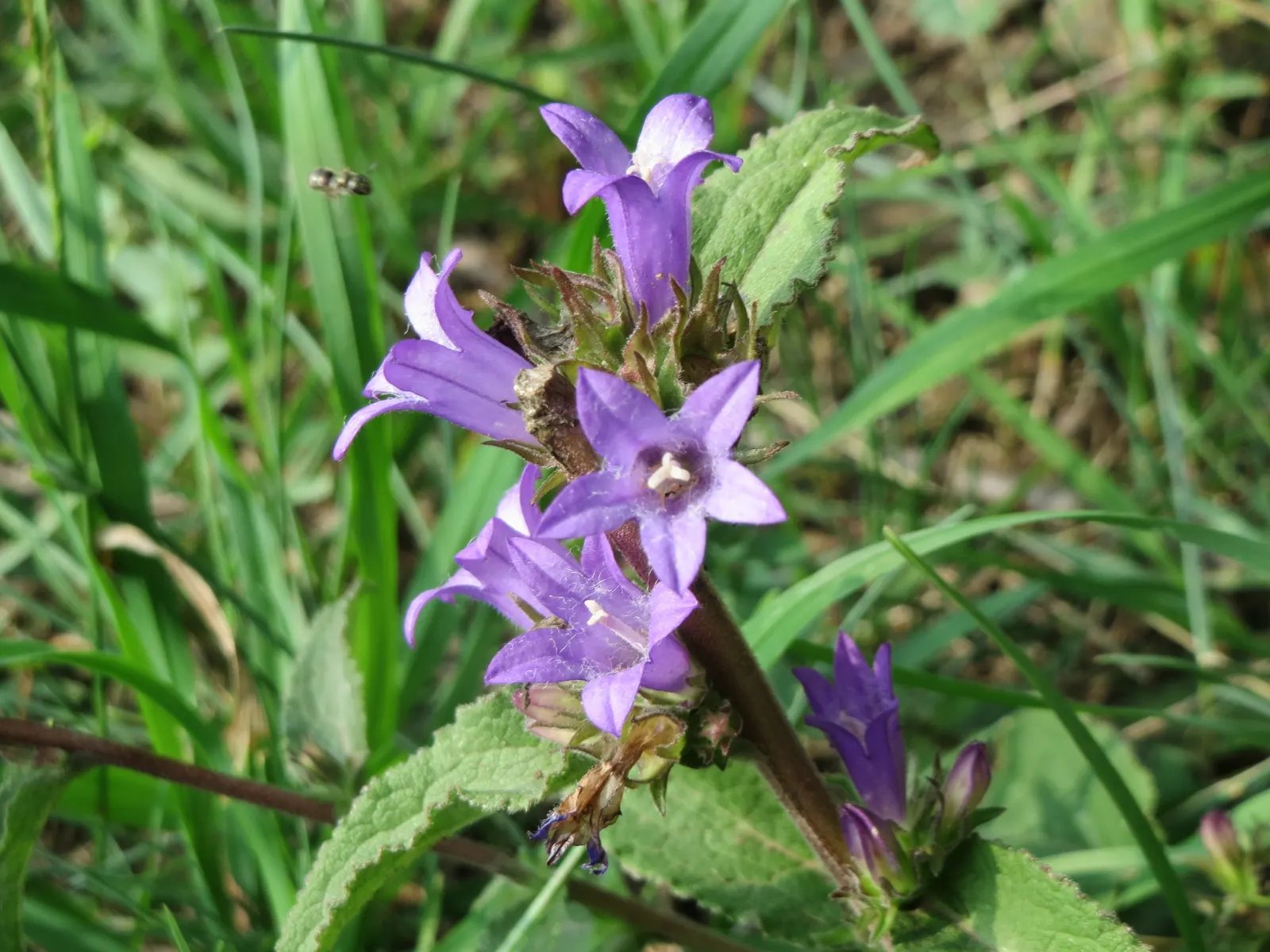 Danesblood Bellflower (Campanula Glomerata) — it offers a low-maintenance