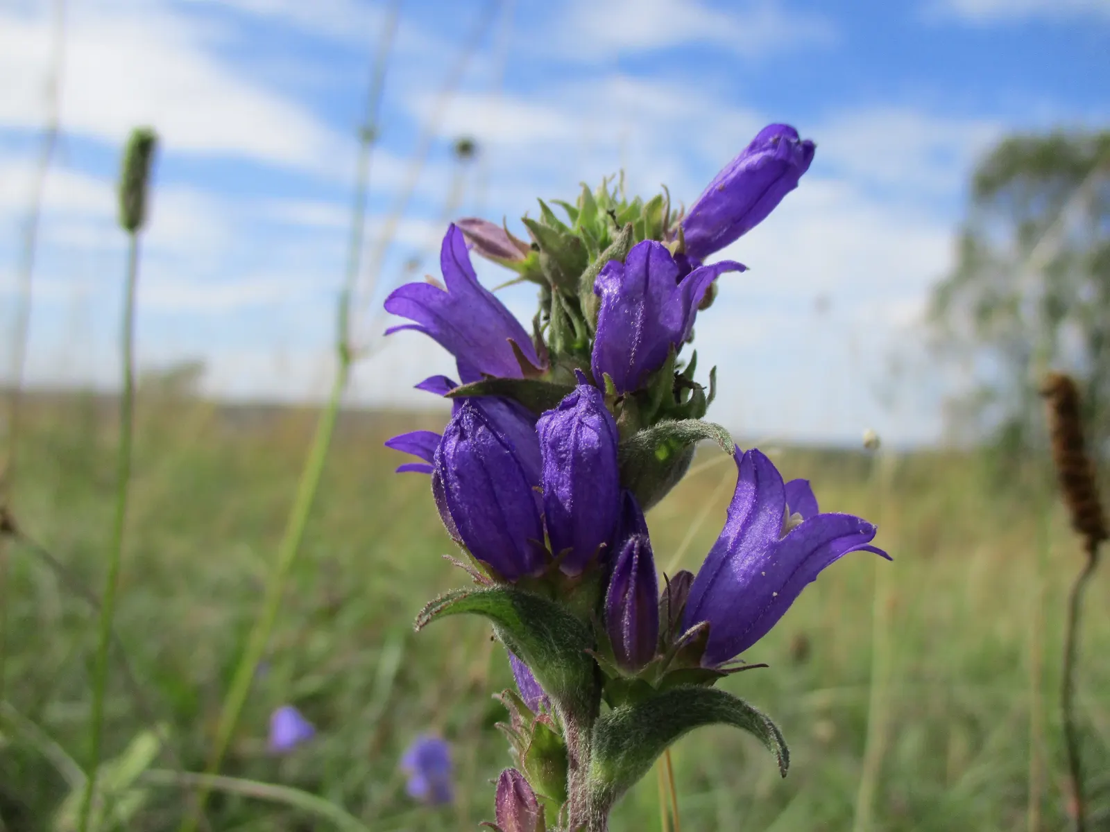Danesblood Bellflower (Campanula Glomerata) — violet-blue to purplish flowers; ideal for borders and cottage gardens, image 57