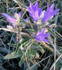 Danesblood Bellflower (Campanula Glomerata) — blue flowers in the garden; attracts pollinators while resisting deer, it's perfect for a vibrant, image 113