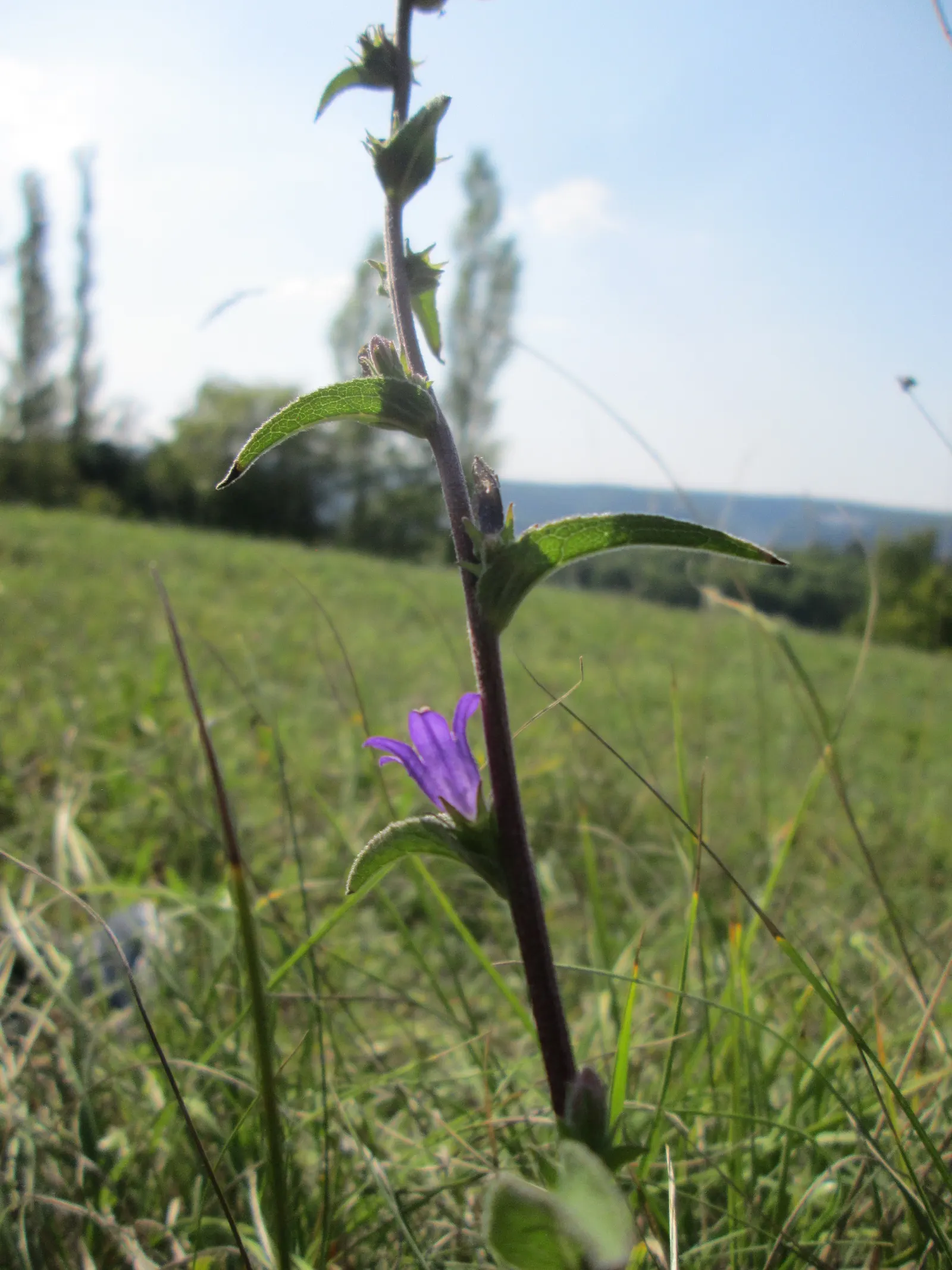 Danesblood Bellflower (Campanula Glomerata) — although it can tolerate partial shade; hardy in USDA zones 3 through 8