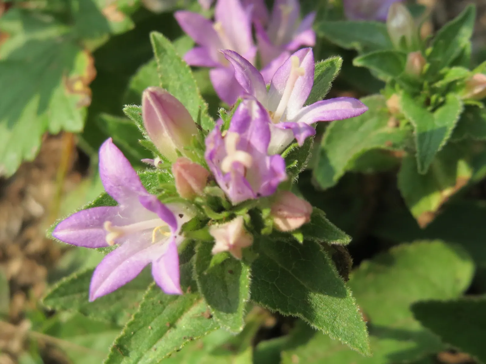 Danesblood Bellflower (Campanula Glomerata) — It thrives in full sun to partial shade in well-drained soil, hardy in USDA zones 3-8; but deadheading will
