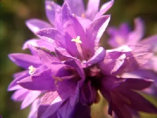 Danesblood Bellflower (Campanula Glomerata) — bell-shaped blooms forming dense clusters atop 1-2 ft stems; violet-blue to purplish flowers, image 94