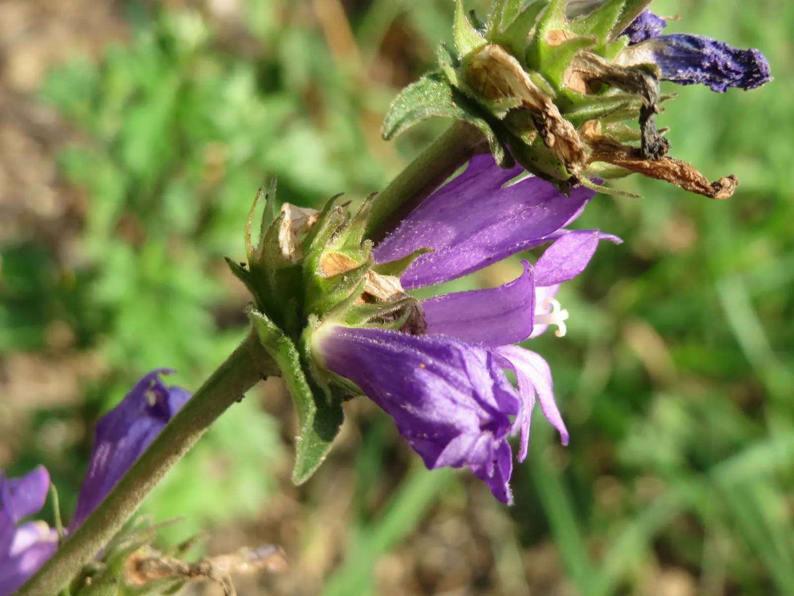 Danesblood Bellflower (Campanula Glomerata) — The Dane's Blood Bellflower; perennial for half, image 53