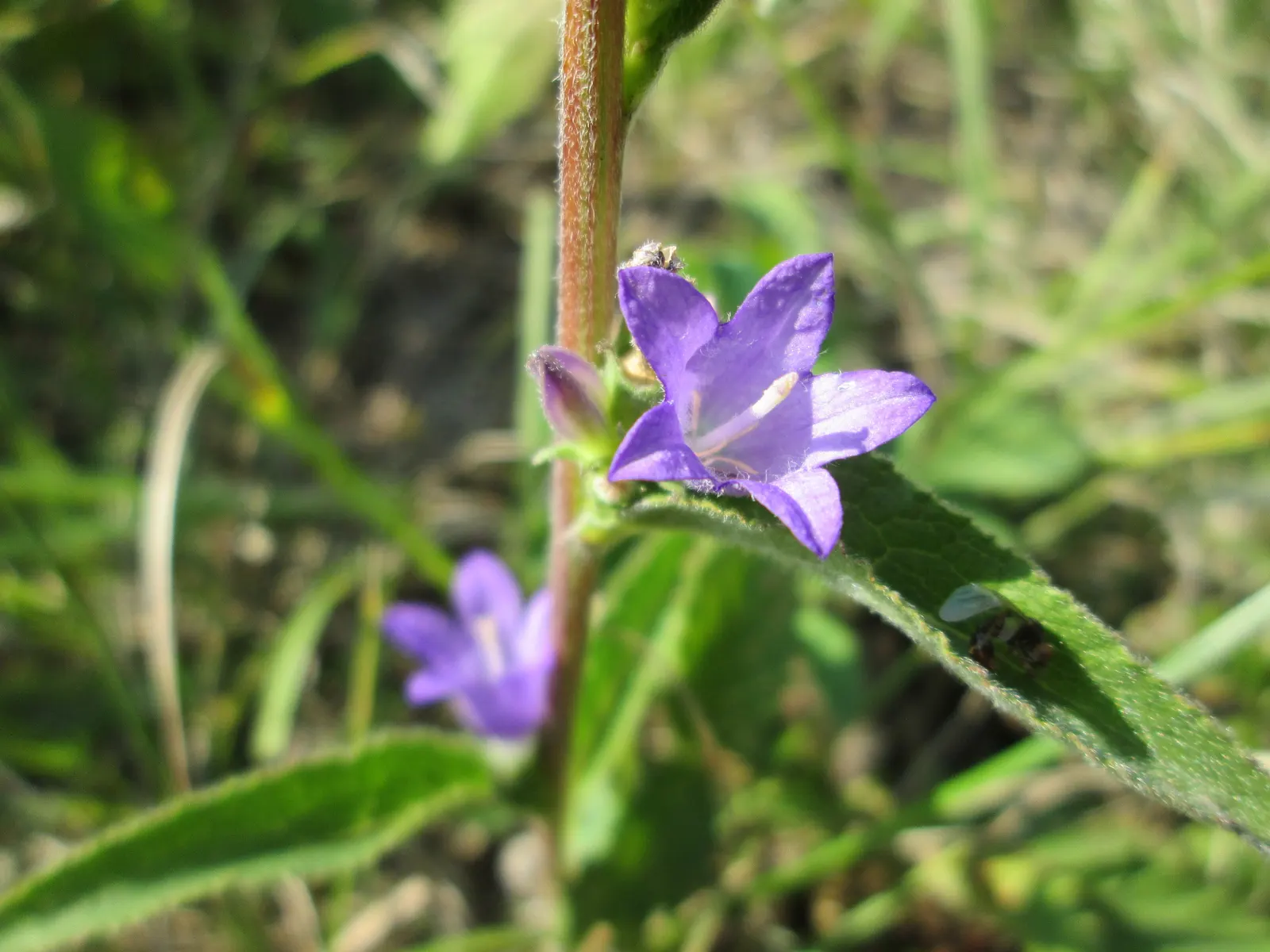 Danesblood Bellflower (Campanula Glomerata) — although it can tolerate partial shade
