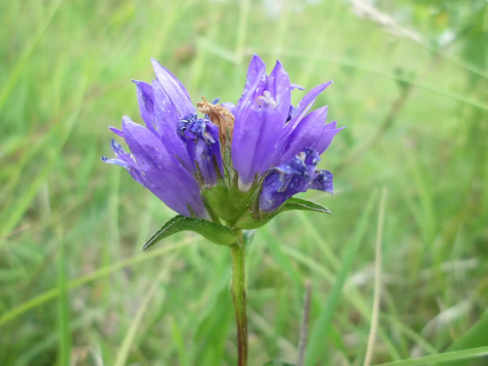Danesblood Bellflower (Campanula Glomerata) — it is recommended to plant this cultivar in a location with ample sunlight; it thrives in full sun to, image 60
