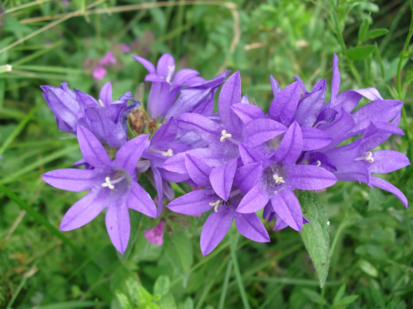 Danesblood Bellflower (Campanula Glomerata) — It performs best in moist, fertile soil but will also manage in drier conditions once established, image 108
