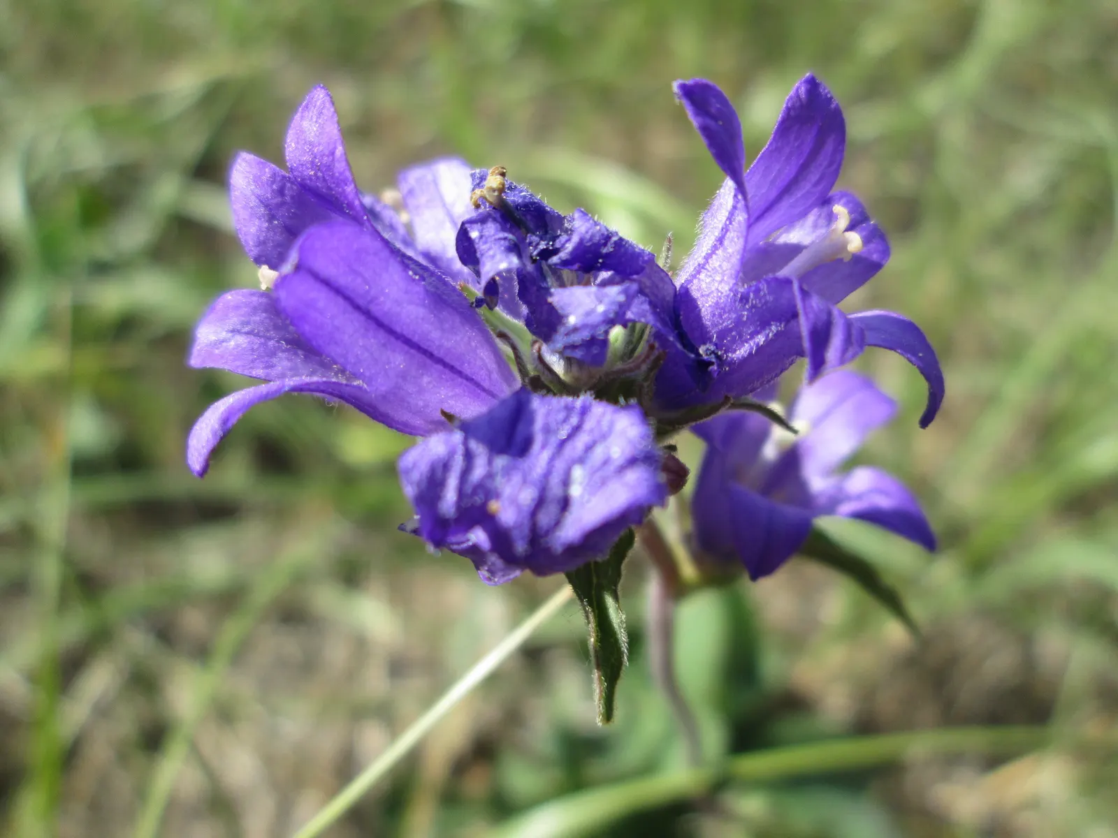 Danesblood Bellflower (Campanula Glomerata) — It thrives in full sun to partial shade in well-drained soil, hardy in USDA zones 3-8; but, image 95